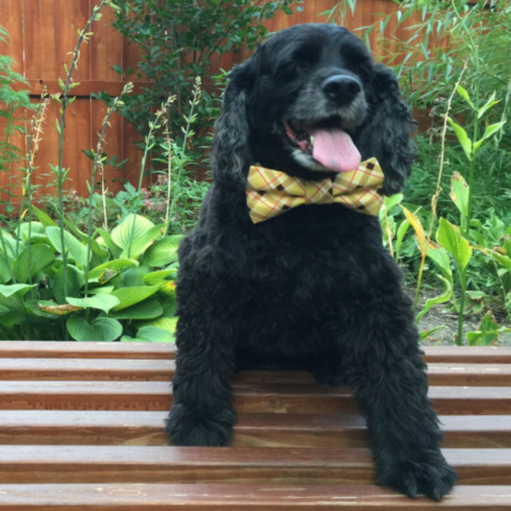 Dog/Cat Bow Tie Yellow Plaid Velcro